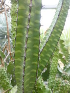 Imagem de Euphorbia heterochroma Pax