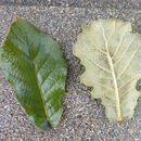 Image de Quercus rugosa Née