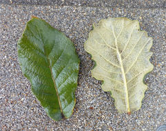 Image of netleaf oak