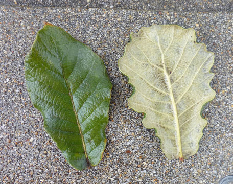 Image of netleaf oak