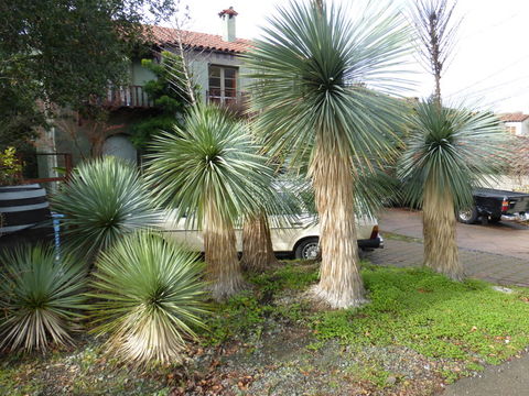 Image of Yucca rostrata Engelm. ex Trel.