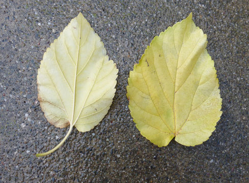 Image of white mulberry