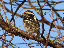 Tricholaema leucomelas (Boddaert 1783) resmi