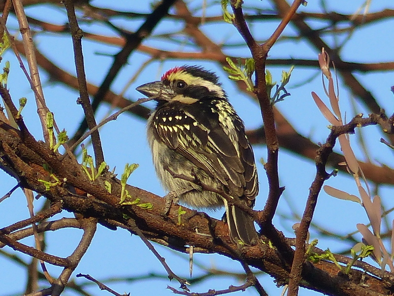 Tricholaema leucomelas (Boddaert 1783) resmi