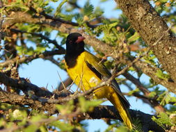 Image of African Black-headed Oriole