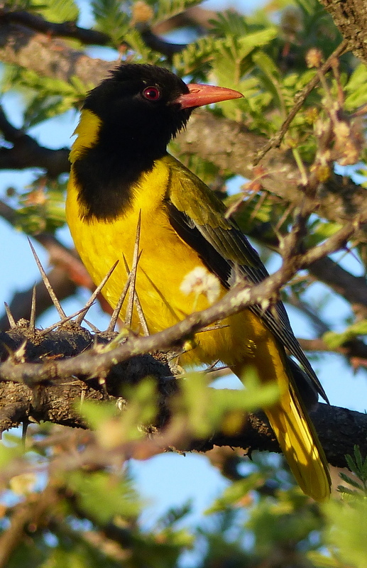 Image of African Black-headed Oriole