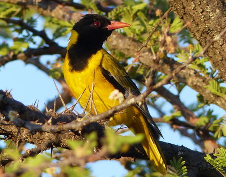 Image of African Black-headed Oriole