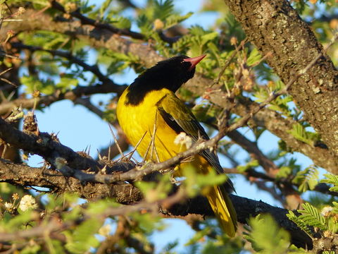 Image of African Black-headed Oriole