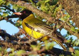 Image of African Black-headed Oriole