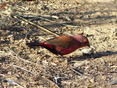 Image of Jameson's Firefinch