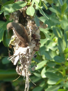 Image of Scarlet-chested Sunbird