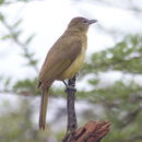 Image of Chlorocichla Sharpe 1882