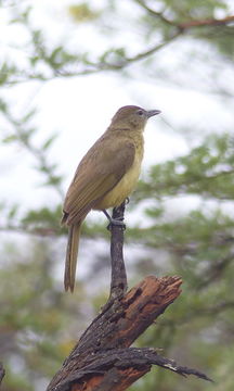 Image of Yellow-bellied Greenbul