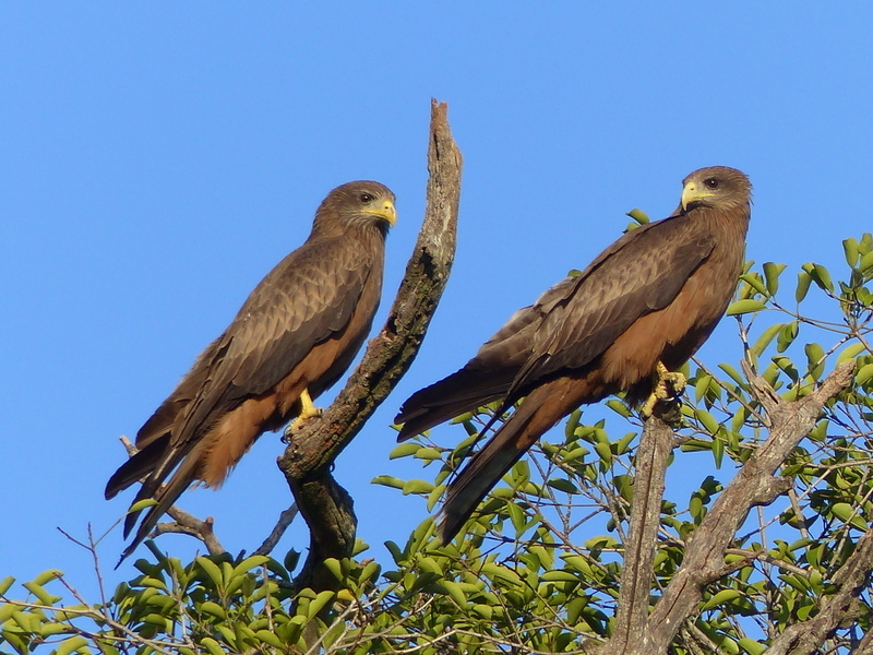 Image of Yellow-billed Kite