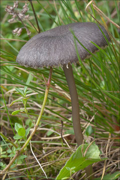 Image of Entoloma serrulatum (Fr.) Hesler 1967