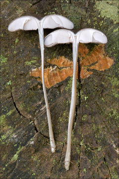 Image de Entolome à arête serrulée