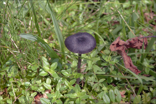 Image of Entoloma serrulatum (Fr.) Hesler 1967