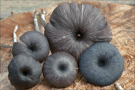 Image of Entoloma serrulatum (Fr.) Hesler 1967