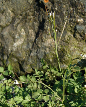 Image of little western bittercress