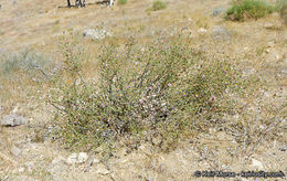 Sivun Corethrogyne filaginifolia (Hook. & Arn.) Nutt. kuva