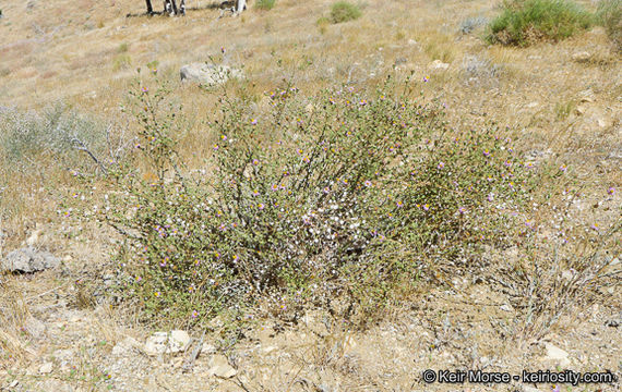 Image of common sandaster