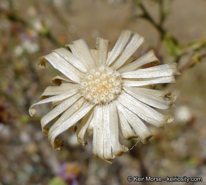 Image of common sandaster