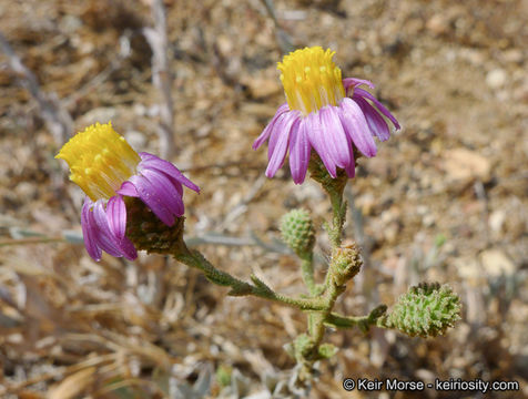 Sivun Corethrogyne filaginifolia (Hook. & Arn.) Nutt. kuva