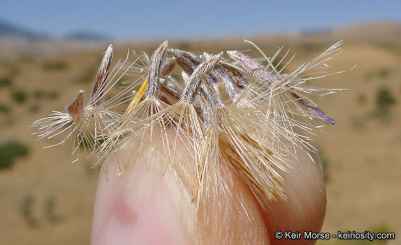 Image of common sandaster