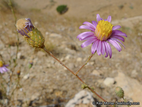 Sivun Corethrogyne filaginifolia (Hook. & Arn.) Nutt. kuva