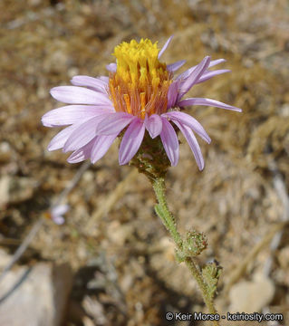 Image of common sandaster