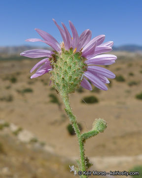 Image of common sandaster