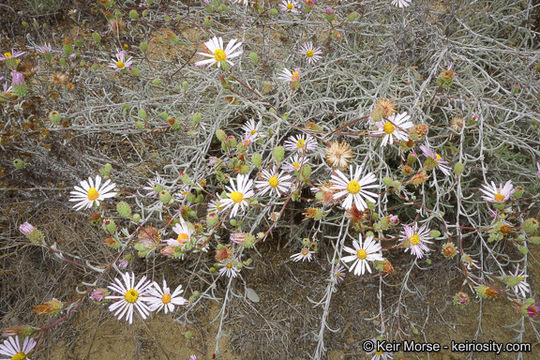 Sivun Corethrogyne filaginifolia (Hook. & Arn.) Nutt. kuva