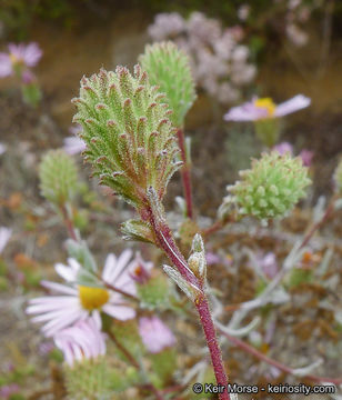 Corethrogyne filaginifolia (Hook. & Arn.) Nutt. resmi