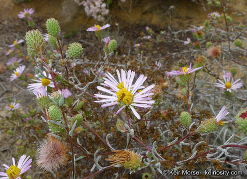 Image of common sandaster