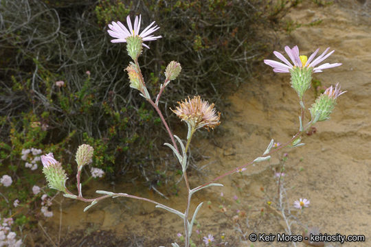 Sivun Corethrogyne filaginifolia (Hook. & Arn.) Nutt. kuva