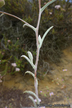 Sivun Corethrogyne filaginifolia (Hook. & Arn.) Nutt. kuva