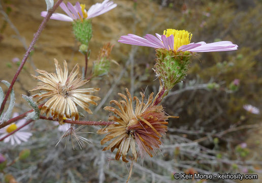 Image of common sandaster