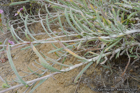 Image de Corethrogyne filaginifolia (Hook. & Arn.) Nutt.