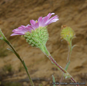 Image of common sandaster