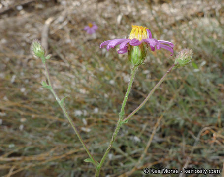 Image of common sandaster