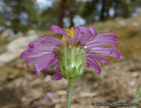 Corethrogyne filaginifolia (Hook. & Arn.) Nutt. resmi