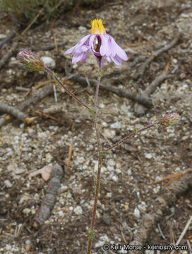 Image of common sandaster