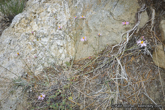 Image of common sandaster