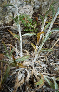 Image of common sandaster