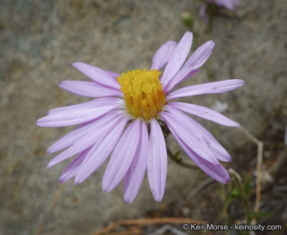 Image of common sandaster