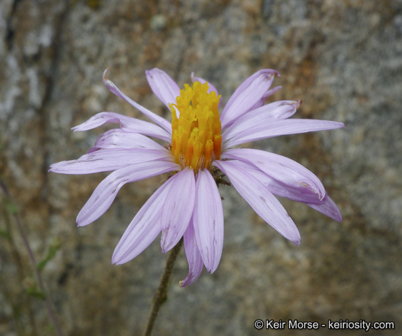 Image of common sandaster