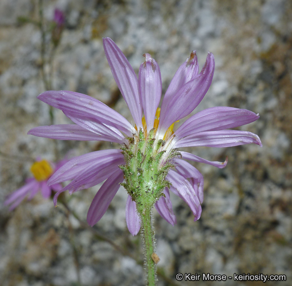 Image of common sandaster