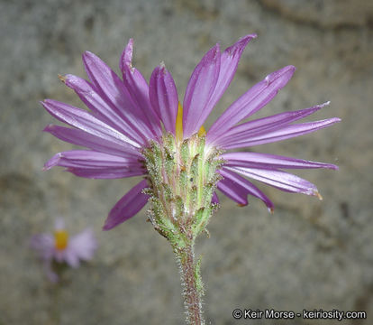 Image of common sandaster