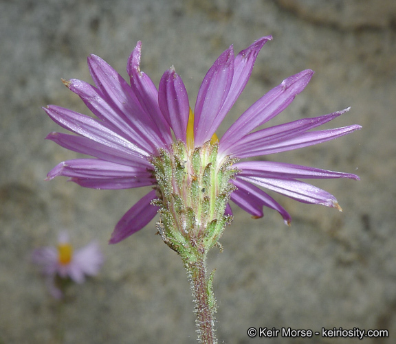 Image of common sandaster