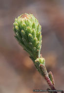 Image of common sandaster